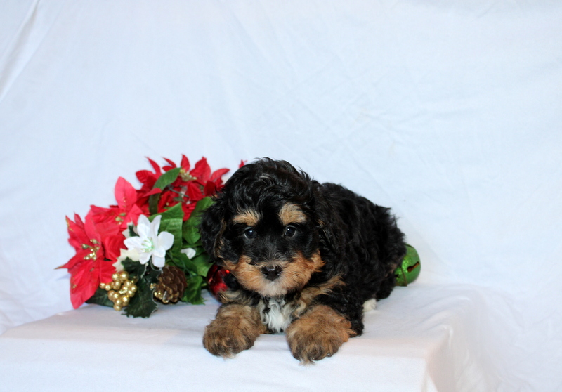 puppy, for, sale, Mini Bernedoodle F2, Matthew B. Stoltzfus, dog, breeder, Gap, PA, dog-breeder, puppy-for-sale, forsale, nearby, find, puppyfind, locator, puppylocator, aca